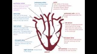 IGCSE 27 The heart beat Ms Cooper [upl. by Salomo]