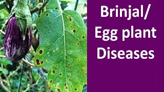 Diseases Management of Brinjal Solanum melongena [upl. by Nirehs648]