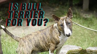 A bull terriers temperament… is this breed for you everything you need to know before owning one [upl. by Assirrem]