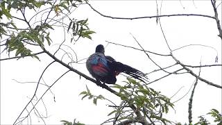 Purplecrested Turaco calling [upl. by Sharai]