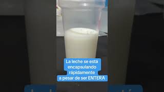 Polímero absorbente de alto peso molecular capaz de absorber leche con grasa absorber [upl. by Leilani]