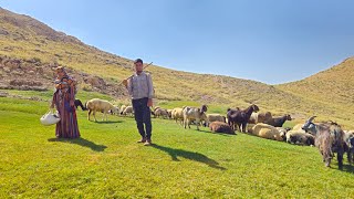 IRAN nomadic life  A narrative of sheep grazing in the mountains  Nomadic lifestyle of Iran [upl. by Parish]