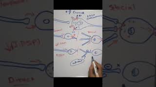 Indirect inhibition of the postsynaptic potential شرح لمادة الفيسيولوجي بالعربي [upl. by Euqinot434]