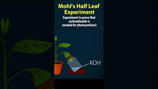 Mohls Half leaf experiment  nutrition 10th biology  AP amp TS syllabus 10th science ch1 [upl. by Nudnarb]