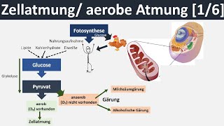 Zellatmung  aerobe Atmung  Überblick amp Zusammenfassung 16  Biologie Oberstufe [upl. by Gerri192]