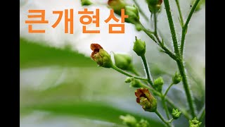 큰개현삼Kakuda Figwort [upl. by Goddord]