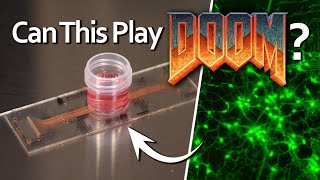 Growing Living Rat Neurons To Play DOOM  Part 1 [upl. by Tremayne]