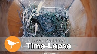 Empty Box to Fully Built Bird Nest in Under 3 Minutes TimeLapse [upl. by Nahshon536]