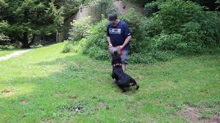 Rottie Squad Kennel  Rottweiler Schutzhund bite work training [upl. by Erdnaet592]