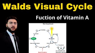 Walds Visual cycle Steps l Rhodopsin Cycle l definition l explanation l vitamin A functions [upl. by Rosemare193]