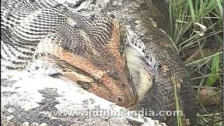 Python swallows a monkey whole [upl. by Yard112]