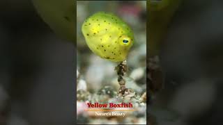 Natures Beauty  Yellow Boxfish [upl. by Aicatsanna]