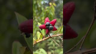 Clerodendrum indicum fruit medicinal [upl. by Gabrielle361]