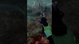 Spearfishing spearfish fishing woodenspeargun spearow ocean scubadiving spearolife spearo [upl. by Atinel]