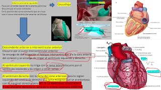 circulacion coronaria [upl. by Hecht25]