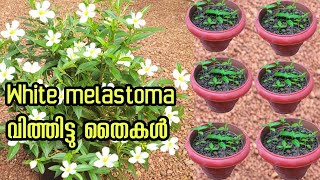 ഇതുവരെ ആർക്കും അറിയാത്ത white melastoma plant propagation Malayalam garden  gardening ideas [upl. by Junie]