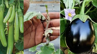 new method of brinjal grafting brinjalgrafting [upl. by Bhatt905]