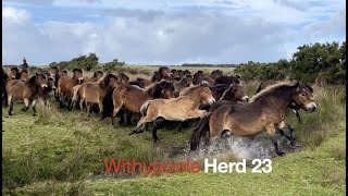 The Withypoole Herd 23 Exmoor Pony Gathering 2022 [upl. by Holly-Anne]