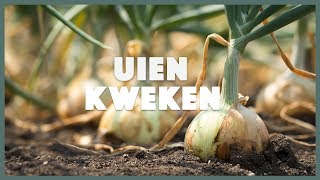 Uien kweken makkelijke en snelle tips I Angelo Dorny [upl. by Eeryt600]