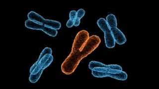 The evolution of the Y chromosome [upl. by Dodie]