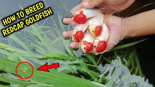 How to breed goldfish redcap  Natural breeding  Redcap Oranda Goldfish [upl. by Evered]