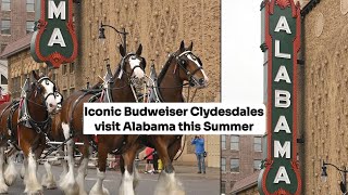 Iconic Budweiser Clydesdales visit Alabama this Summer [upl. by Nnasus]