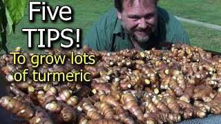 5 Tips How to Grow a Ton of Turmeric in Just 3 Square Feet Garden Bed [upl. by Sholom]