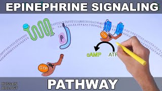 Epinephrine Signaling Pathway [upl. by Artined616]