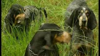 Chasse  Le lièvre aux chiens courants documentaire [upl. by Haon598]