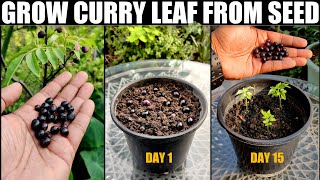 Right Way To Grow Curry Leaf Plant  SEED TO HARVEST [upl. by Anaoj]