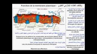 Cellule et membrane plasmique الخلية والغشاء البلاسمي [upl. by Marl]