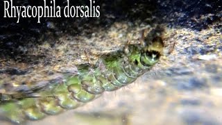 Rhyacophila dorsalis larvae [upl. by Yhtir]