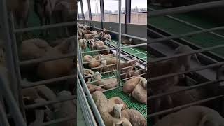 HI TECH GIAT FARMING EQUIPMENTS cattlegarage sheepfarming farming sheepfarm [upl. by Enitsuj294]