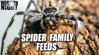 Spiders in Australia  Huntsman SPIDER Babies Update [upl. by Jessie]