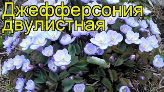 Джефферсония двулистная Краткий обзор описание характеристик jeffersonia diphylla [upl. by Berthoud238]