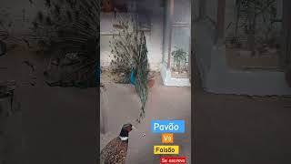 PAVÃO VS FAISÃO COLEIRA animais birds peacock aves viral short [upl. by Enirhtak]