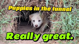 Puppies in the tunnel [upl. by Silverts]