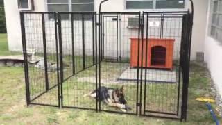 Welded wire dog kennel review [upl. by Lawley841]