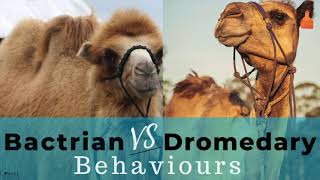 Bactrian Vs Dromedary Camel Behaviours [upl. by Navap470]