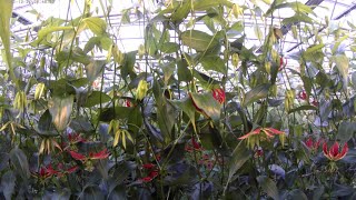 Timelapse about the complete growth of Gloriosa plants [upl. by Mclaurin395]