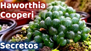 Por Estas Razones Tu HAWORTHIA COOPERI Muere [upl. by Rokach]