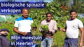 spinazie verkopen moestuin29072024my garden in heerlen [upl. by Annoyed]