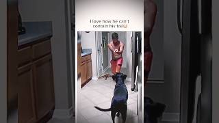 Still waggling dog pets funnycomedy shorts trend [upl. by Lucy77]