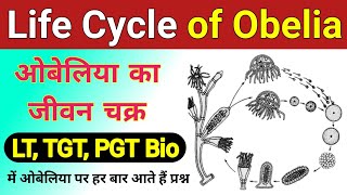 obelia ka jivan chakra  Life cycle of Obelia  Obelia ki life cycle  Life cycle of Obelia diagram [upl. by Leuqim971]