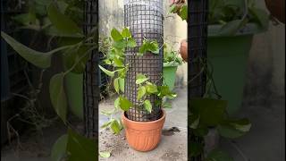 Amazing idea recycling plastic net into plant tower garden viralvideo fypシ゚viral [upl. by Rebmeced]