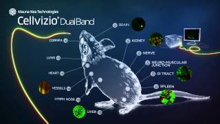 Cellvizio Dual Band for in vivo preclinical imaging at cellular resolution [upl. by Elleved11]