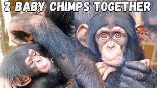 2 Adorable Baby Chimps Together Double The Cuteness [upl. by Inavoig435]