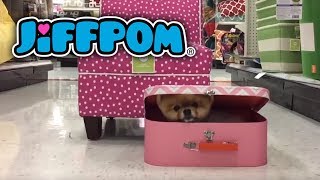 Jiffpom Hides in a Toy Box [upl. by Nomla]