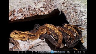 Pennsylvania Timber Rattlesnake Gestation Site Den [upl. by Filbert]