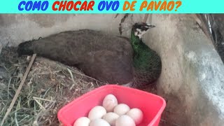 Como CHOCAR OVO DE PAVÃO Com quantos dias nasce o pavão Filhote [upl. by Laehcym]